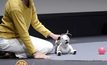 “โซนี” เปิดตัวหุ่นยนต์สุนัข Aibo รุ่นใหม่