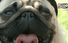 เยอรมนีจัดเทศกาลสุนัขปั๊กนานาชาติ