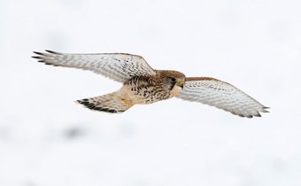 Kestrels at Close Quarters