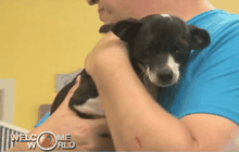 เดือนแห่งการรับเลี้ยงสุนัขไร้บ้าน