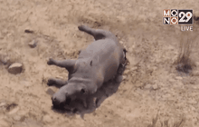 ปัญหาลักลอบล่าแรดในแอฟริกาใต้