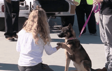 ลูกสุนัขรอดชีวิตจากทะเล