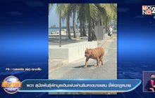 ผวา สุนัขพันธุ์พิทบูลเดินเพ่นพ่านริมหาดบางแสน ชี้ผิดกฎหมาย