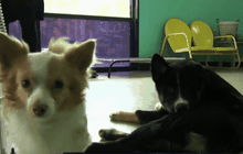 ร้านคาเฟ่สุนัขในสหรัฐฯ