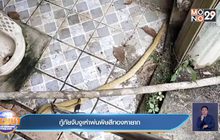 กู้ภัยจับงูเห่าพ่นพิษสีทองหายาก