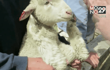 ตัดขนสัตว์ในอาร์เจนตินา