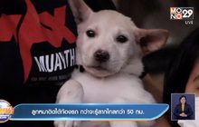 ลูกหมาติดใต้ท้องรถ กว่าจะรู้ลากไกลกว่า 50 กม.