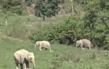 เปิดภาพป่ากุยบุรี หลังปิดนานกว่า 1 เดือน