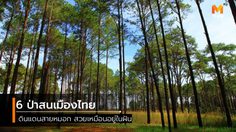 6 ป่าสนเมืองไทย ดินแดนสายหมอก สวยเหมือนอยู่ในฝัน