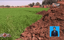 พลังงานชีวภาพในอียิปต์