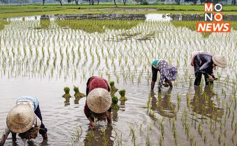 “เกษตรกรผู้ปลูกข้าว” เช็กเลย! วิธีตรวจสอบการรับสิทธิโครงการไร่ละ 1,000 บาท