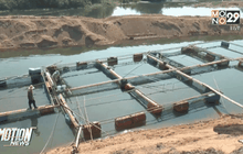 ขุดแม่น้ำปิงยื้อชีวิตปลากระชัง