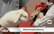 พิธีแต่งงานหมู่สัตว์เลี้ยงในเปรู