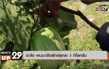 ตะลึง พบมะเขือยักษ์ลูกละ 1 กิโลกรัม