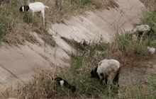 ผลกระทบจากภัยแล้งทั่วประเทศ