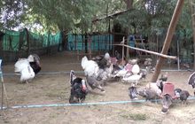 มหาสารคาม ประกาศเขตโรคระบาดในสัตว์ปีก