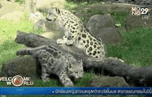 สวนสัตว์สหรัฐฯ เปิดตัวลูกเสือดาวหิมะ