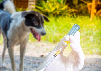 โรคพิษสุนัขบ้า จริงหรือ? สัตว์ที่เป็นจะกลัวน้ำ รับวัคซีนพิษสุนัขบ้าช่วงโควิด-19 ได้หรือไม่