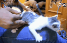 ช่วยลูกแมวตกจากฝ้าเพดานลงไปในเสาศาลาวัด