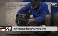 ศาลโครเอเชียสั่งสุนัขห้ามเห่ายามวิกาล