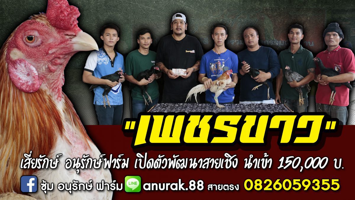 เพชรขาว พ่อพันธุ์ 150,000 อนุรักษ์ฟาร์ม จ.อุดร