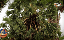 “โหนด นา เล” มนต์เสน่ห์แห่งวิถีภูมิปัญญา