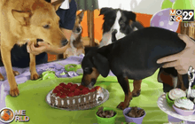 ธุรกิจสัตว์เลี้ยงบูมมากในบราซิล