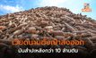 ว่ายังไงไทยแลนด์! เวียดนามตั้งเป้าส่งออกมันสำปะหลัง 10 ล้านตัน