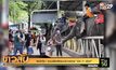 พิษโควิด ! สวนเสือศรีราชาประกาศขาย “ช้าง 11 เชือก”