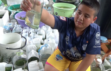 หนูน้อยเมืองตรัง เพาะปลากัดแฟนซีขาย