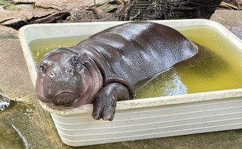 “เขาเขียว” แจงดราม่ากรง “หมูเด้ง” ยันเลี้ยงตามหลักสากล ชี้เป็นพฤติกรรมธรรมชาติ