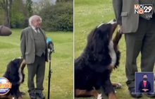 คลิป น้องหมา ปธน.ไอร์แลนด์ ขโมยซีน ระหว่างให้สัมภาษณ์