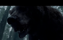 เผยโฉมหน้าที่แท้จริง หมีป่าที่ฟัด “ลีโอนาร์โด ดิคาปริโอ” ปางตาย