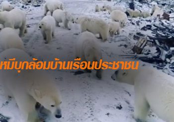 ฝูงหมีขั้วโลก บุกปิดล้อมหมู่บ้านชาวเกาะจนต้องประกาศภาวะฉุกเฉิน