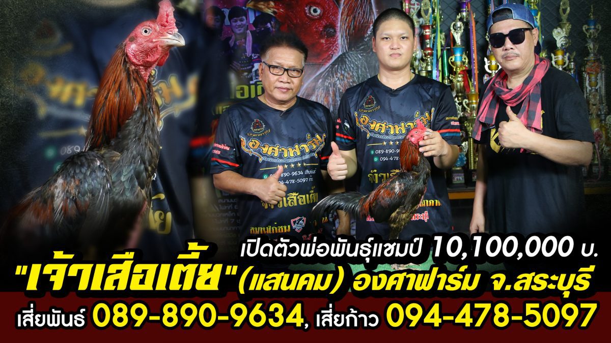 เปิดตัวพ่อพันธุ์แชมป์ 10,100,000 บ. "เจ้าเสือเตี้ย" (แสนคม) ซุ้มองศาฟาร์ม จ.สระบุรี เสี่ยพันธ์ 089-890-9634, เสี่ยก้าว 094-478-5097