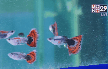 ไขความสำเร็จ ธุรกิจขายปลาหางนกยูง