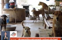 สัตวแพทย์เตือนอยู่ห่างฝูงสุนัข งดจ้องตา-ห้ามวิ่งหนี