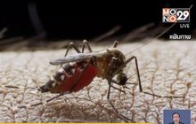 เพจดังเผย “หญิงญี่ปุ่น” ติดไวรัสซิกาหลังเที่ยวไทย