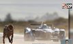 รถ “Formula E” ดวลความเร็ว “เสือชีตาห์”