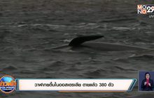วาฬเกยตื้นในออสเตรเลีย ตายแล้ว 380 ตัว