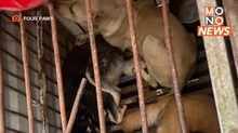 “เวียดนาม” คุมเข้ม! ยุติการค้าเนื้อสุนัข-แมว ในประเทศ