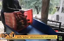 เร่งเก็บ “ส้มโชกุน” หลังเปิดขายออนไลน์ คนแห่จองหมดไร่