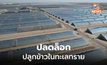 จีนสำเร็จ เร่งโต ‘ข้าวในทะเลทราย’ ปลดล็อกการเกษตรบนผืนดินที่ไม่สมบูรย์