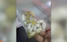 ส่งยาในกระเพาะสุนัขตรวจพิสูจน์คาดใช้เวลา 30 วัน