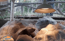 สวนสัตว์เชียงใหม่เพิ่มความอบอุ่นสัตว์