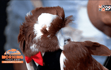 โชว์สัตว์เลี้ยงแสนรัก และฝึกความสามารถพิเศษ