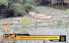 ปิดภูหลวงหลังพบช้างป่าก้าวร้าวอันตรายกับนักท่องเที่ยว