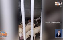 ตำรวจรอหมายค้นบ้านขังสุนัข จ.สงขลา