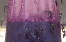 WHO เตรียมขยายการทดสอบวิธีควบคุมยุงลาย