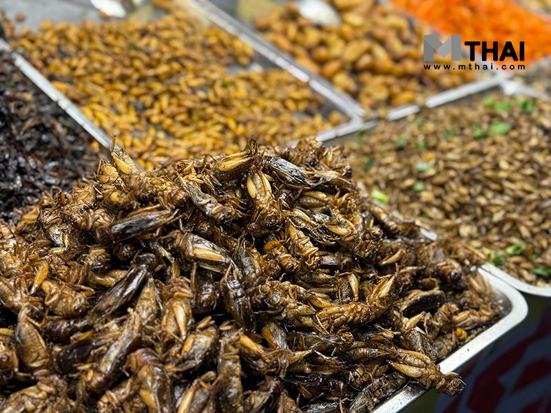 แมลงทอด